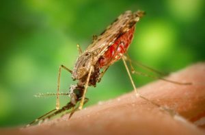 Tác nhân gây bệnh sốt rét và cách phòng ngừa